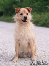 VITALIJ, Hund, Mischlingshund in Slowakische Republik - Bild 18