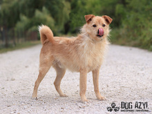 VITALIJ, Hund, Mischlingshund in Slowakische Republik - Bild 19