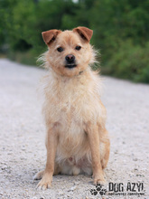 VITALIJ, Hund, Mischlingshund in Slowakische Republik - Bild 20