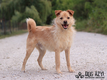 VITALIJ, Hund, Mischlingshund in Slowakische Republik - Bild 21