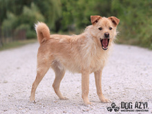VITALIJ, Hund, Mischlingshund in Slowakische Republik - Bild 23