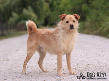VITALIJ, Hund, Mischlingshund in Slowakische Republik - Bild 25