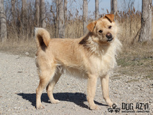 VITALIJ, Hund, Mischlingshund in Slowakische Republik - Bild 5
