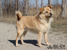 VITALIJ, Hund, Mischlingshund in Slowakische Republik - Bild 6