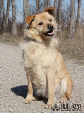 VITALIJ, Hund, Mischlingshund in Slowakische Republik - Bild 9