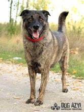APOLLO, Hund, Mischlingshund in Slowakische Republik - Bild 1