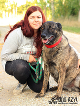 APOLLO, Hund, Mischlingshund in Slowakische Republik - Bild 11