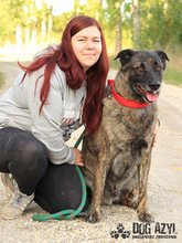 APOLLO, Hund, Mischlingshund in Slowakische Republik - Bild 13
