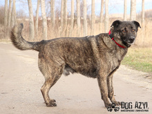 APOLLO, Hund, Mischlingshund in Slowakische Republik - Bild 18