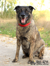 APOLLO, Hund, Mischlingshund in Slowakische Republik - Bild 2