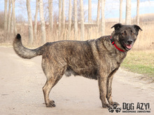 APOLLO, Hund, Mischlingshund in Slowakische Republik - Bild 21