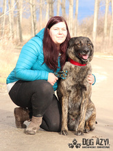 APOLLO, Hund, Mischlingshund in Slowakische Republik - Bild 25
