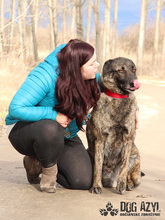 APOLLO, Hund, Mischlingshund in Slowakische Republik - Bild 26