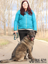 APOLLO, Hund, Mischlingshund in Slowakische Republik - Bild 27