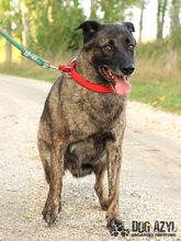 APOLLO, Hund, Mischlingshund in Slowakische Republik - Bild 6