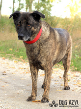 APOLLO, Hund, Mischlingshund in Slowakische Republik - Bild 7