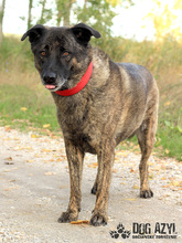 APOLLO, Hund, Mischlingshund in Slowakische Republik - Bild 8