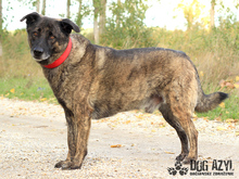 APOLLO, Hund, Mischlingshund in Slowakische Republik - Bild 9
