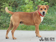 DIEGO, Hund, Mischlingshund in Slowakische Republik - Bild 10