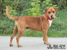 DIEGO, Hund, Mischlingshund in Slowakische Republik - Bild 11
