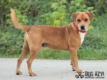 DIEGO, Hund, Mischlingshund in Slowakische Republik - Bild 12
