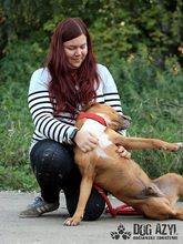 DIEGO, Hund, Mischlingshund in Slowakische Republik - Bild 13