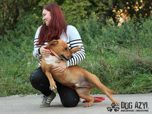 DIEGO, Hund, Mischlingshund in Slowakische Republik - Bild 14