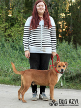 DIEGO, Hund, Mischlingshund in Slowakische Republik - Bild 15