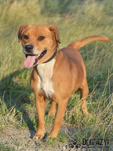 DIEGO, Hund, Mischlingshund in Slowakische Republik - Bild 16