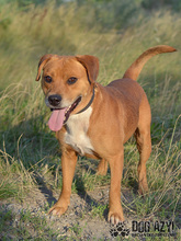 DIEGO, Hund, Mischlingshund in Slowakische Republik - Bild 18