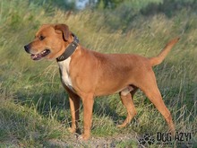DIEGO, Hund, Mischlingshund in Slowakische Republik - Bild 19