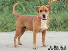 DIEGO, Hund, Mischlingshund in Slowakische Republik - Bild 2