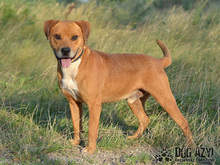 DIEGO, Hund, Mischlingshund in Slowakische Republik - Bild 21