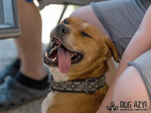 DIEGO, Hund, Mischlingshund in Slowakische Republik - Bild 23