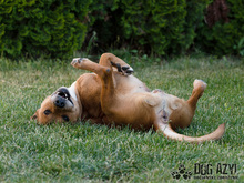 DIEGO, Hund, Mischlingshund in Slowakische Republik - Bild 25