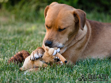 DIEGO, Hund, Mischlingshund in Slowakische Republik - Bild 26
