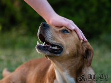 DIEGO, Hund, Mischlingshund in Slowakische Republik - Bild 28
