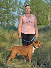 DIEGO, Hund, Mischlingshund in Slowakische Republik - Bild 29