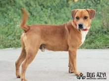 DIEGO, Hund, Mischlingshund in Slowakische Republik - Bild 3