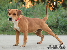 DIEGO, Hund, Mischlingshund in Slowakische Republik - Bild 4