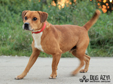 DIEGO, Hund, Mischlingshund in Slowakische Republik - Bild 5
