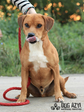 DIEGO, Hund, Mischlingshund in Slowakische Republik - Bild 6