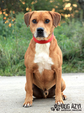 DIEGO, Hund, Mischlingshund in Slowakische Republik - Bild 7