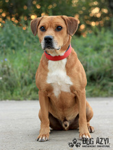DIEGO, Hund, Mischlingshund in Slowakische Republik - Bild 8