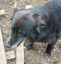 HOPE, Hund, Mischlingshund in Rumänien - Bild 3