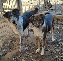 LENNY, Hund, Mischlingshund in Rumänien - Bild 3