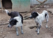 LENNY, Hund, Mischlingshund in Rumänien - Bild 4