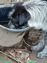 LENNY, Hund, Mischlingshund in Rumänien - Bild 6