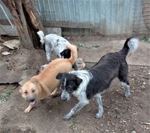 LENNY, Hund, Mischlingshund in Rumänien - Bild 7