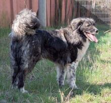 MIRA, Hund, Mischlingshund in Rumänien - Bild 2